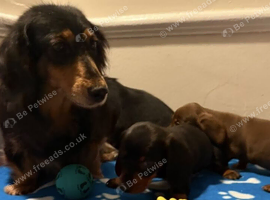 Long and short haired mini dachshund pups