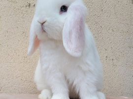 Mini lop bunnies