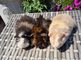 Beautiful Baby Guinea Pigs Fuzzy, Funky and Teddy
