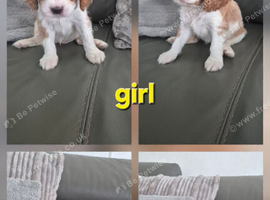 LAST 2 F1 Cavapoo - READY NOW