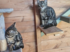 Adorable Bengal cross Kittens