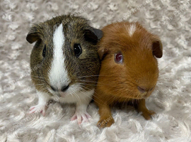 Pair of Gorgeous Guinea Pigs. Available now