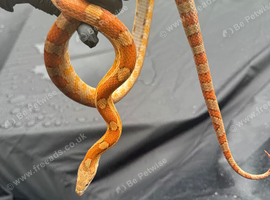 Beautiful corn snake