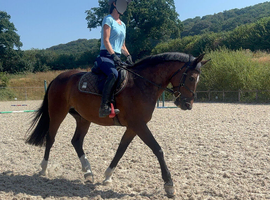 Quantocks Solace - Exceptional PC, SJ & EVENTING PROSPECT