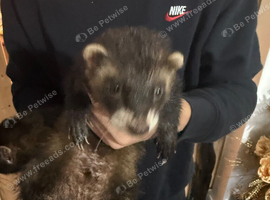 Male beautiful ferret