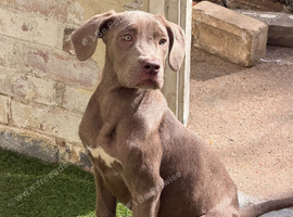 Cane Corso pups for sale