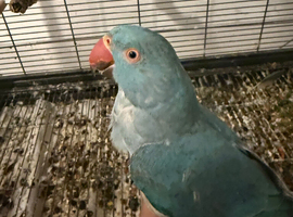 Tame female ringneck