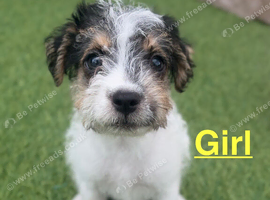 Jack Russell puppies !!!