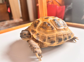 Horsfield Tortoises 5 months old