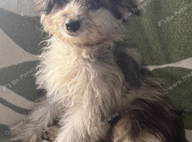 1 POMAPOO GIRL LEFT