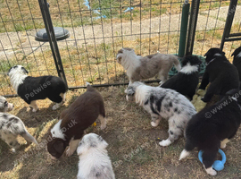 Border collie puppies