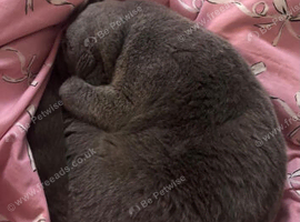Beautiful british Shorthair cat