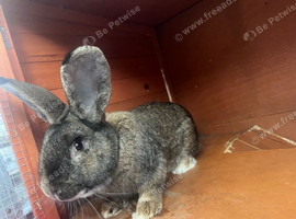 Flemish giant