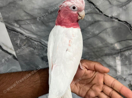 Baby HandReared Friendly Super Tame Cuddly Lutino Galah Cockatoo Parrot 11