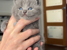 GCCF registered blue male kitten