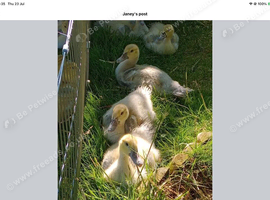 Muscovy Duck and Ducklings Free Central Scotland