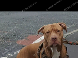 2 Yr old American Bully for stud