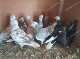 Pigeons for sale