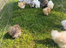 Silkie growers