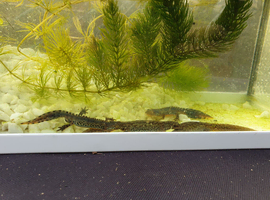 Two Pairs of Adult Alpine Newts (2 males, 2 females)