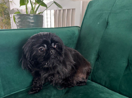 KC Imperial Shih Tzu