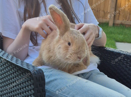 8-Month-Old Male Lop Rabbit Looking for a Loving Forever Home