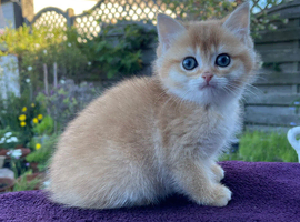 Beautiful Golden & Golden Colourpointed Kittens
