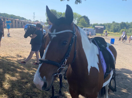Tentatively putting our 13.2/13.3hh mare up for part loan, with view to full loan if all goes well.