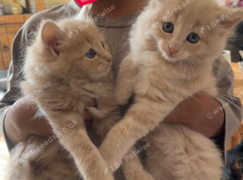 Beautiful kittens