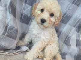 1 left! beautiful cavachon X cockapoo puppies