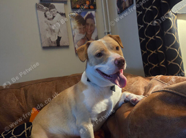 Lovely boy looking for new home