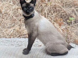 MISSING FEMALE SIAMESE CAT SCARLETT!