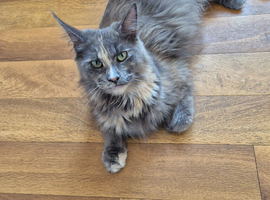 Maine coon adult