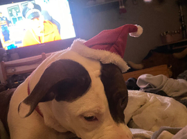 Beautiful playful dog for sale