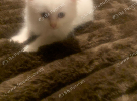 Rare Flame point pure Ragdoll