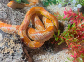 2 corn snakes with full enclosure each.