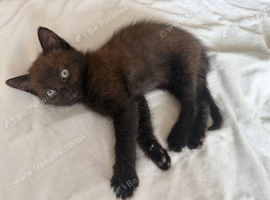 Two Male Kittens | Born on June 2 | Looking for Loving Homes