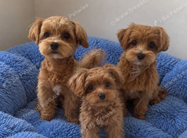 Beautiful Maltipoo Puppies - Ready to Leave Now