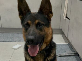 Meet Koji &ndash; Loyal, Intelligent Protector Seeking His Forever Home (Bonded Pair Option!) German shepherd Belgium shepherd mix