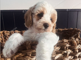 Outstanding Australia Labradoodle Puppies