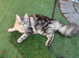 Sad rehoming for my grey tabby main coon