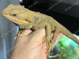 18 month old male bearded dragon