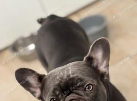 French bulldog