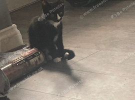 Kittens for sale
