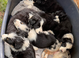 Border collie puppies for sale