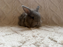 Lionhead bunnies for sale