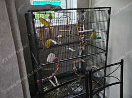3 Budgies looking for good home