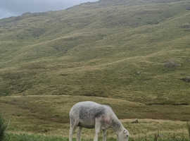 Wanted sole Grazing for 8 horses/ponies