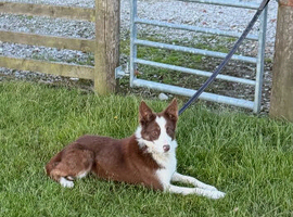 Red 14 month old collie