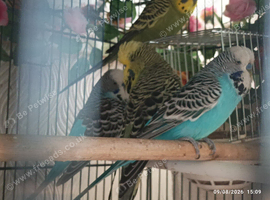 Available Budgie Birds A Group of boy MALES x 8 birds lovely birds and happy chaps &pound;190 the 8 x birds